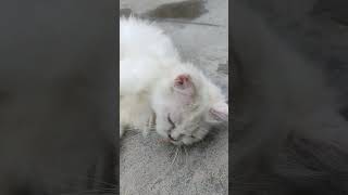 Cats dreaming