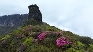 A symphony of azaleas at Mount Fanjing delights visitors