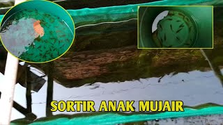 Sortir anak mujair