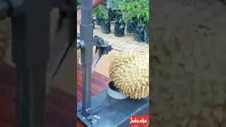 CARA KUPAS DURIAN MUDAH DAN CEPAT