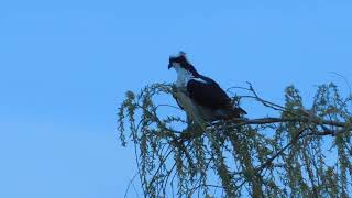 Osprey