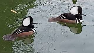 başlıklı tarakdiş ördek  &  hooded merganser