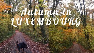 Autumn in Luxembourg|How is it?