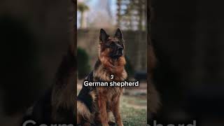 Top 5 dangerous dog in the world #doglovers #dogbreeds #petcareadvice #shots #ytshortsvideo #tiktok