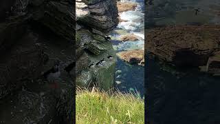 Puffins #nature #birds #Scotland #summer