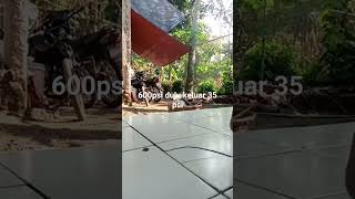 bandot rakitan di rumah