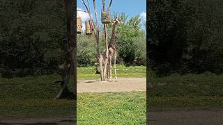 Une Superbe 🥰 après-midi avec nos Amis de la Savane 🦒!!