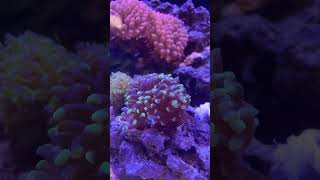 Best Hammer coral #shorts