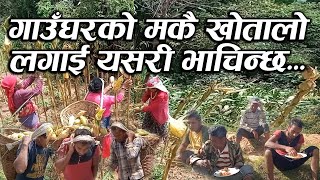 Beautiful Farm Corn In My Village | खेतालो लगाई यसरी भाचिन्छ मकै