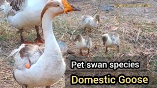 Domestic Goose 🦢🪿| domestic swan species | birds Behavior | swan chick's | पाळीव हंस |