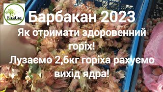 Барбакан сезон 2023 горіхи гіганти та вихід ядра з 2,6кг горіха!!! Шпалера та селекція