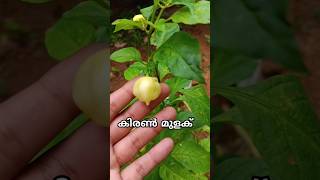 കിരൺ മുളക് #youtubeshorts #kerala #gardening #gardeningvideos #flower