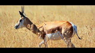 AFRICAN SAFARI: SPRINGBOK KILL SHOT