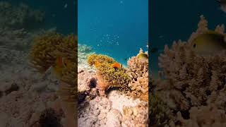 #marinewildlife #lakshadweep #ocean #trending #sealife4k #underwater #shorts #india#freediving#viral