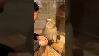 Part 727 _ Funny animals videos from TikTok! Try not to laugh! 😹🐶🤣🔥🤣