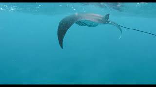 Underwater camera - swimming with the sting ray