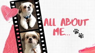 All About Me | 5 Months Old Shih Tzu Puppy