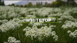 Whitetop