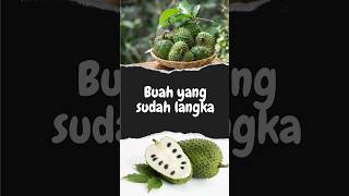 Buah ini mulai langka #shortvideo