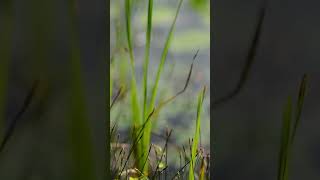 Grass on water