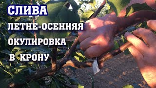 СЛИВА/летне-осенняя окулировка в крону