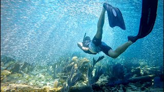 Swimming with a BILLION Bait Fish at Alligator Reef Lighthouse