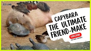 Why Do Animals Like Capybaras So Much?