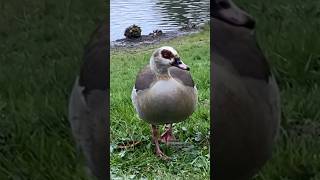 Duck’s kinda beauty🐥🧿 #duck #nature #peace #bliss #beauty #ducks #havefun #weather #enjoy #blessed