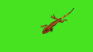 Gecko Green Screen Video || #greenscreen