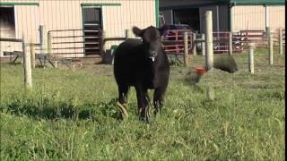 Banter Show Calves 2014 Lot 3