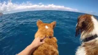 Corgi Meets Dolphins