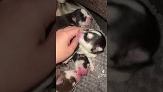 7 Siberian Husky Puppies #shorts #cute #socuteanimals #cuteanimals #cutedog #cutepuppy #pets