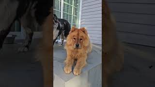 Chow Chow Guardian Dog #chowchow #protector #dogs #family #home #dogwhisperer #share #shorts #fun