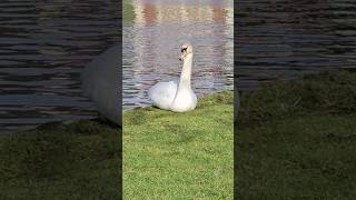 A beautiful swan 🦢 at Eirias Park: Enjoying life's simple pleasures #northwales #swan