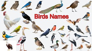 Kids vocabulary |  English educational | Birds Names | Birds Name in English | Birds vocabulary