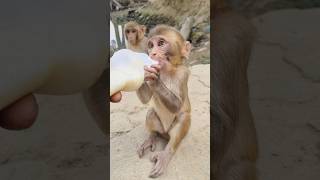 Little baby monkey drinking milk 🍼🐵#monkeyvideo #bandar #monkey 0686