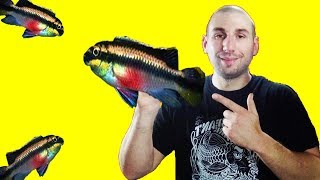 KRIBENSIS AND PARADISE FISH UNBOXING