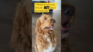 3 Reasons why you should NOT get a bernedoodle #dog #dogsofyoutube