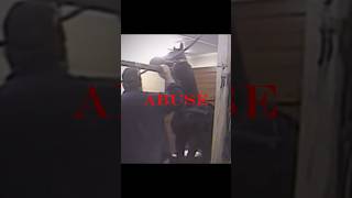 Saddleseat Vs Big Lick #horse #saddleseat #saddlebred #twh #stopbiglick #abuse