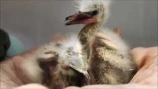 Heron and Egret Babies Saved from Fallen Tree