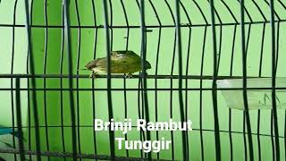 Brinji Rambut Tunggir Konslet emosi, cocok untuk masteran. #brinji #brinjirambuttunggir #masteran