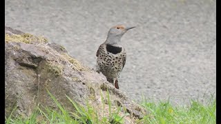 Senior Bird Walk, Carkeek Park, May 19, 2023