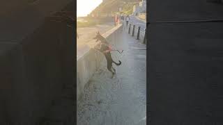 Wild goats in Llandudno