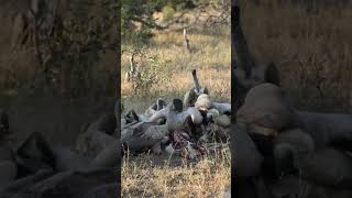 The vultures that stole the cheetah's food. #isitreal #attack #shorts #animals