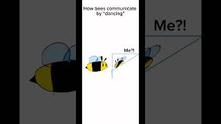 How bees communicate by “dancing” (they’re not even dancing 💀)