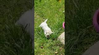 Crazy Baloo the Maltipoo has fun in the garden