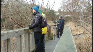 Birding at Union Bay Natural Area, March 1, 2024