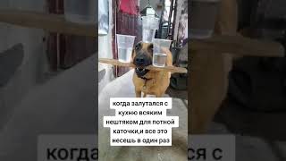 ХАХАХВ МОЯ СИТУАЦИЯ#собака#вкусняшки#мем#не моё видео#видео из тт