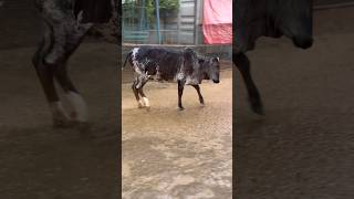 Arzu the cow loves the rain! ❤️❤️❤️ #cow #animalshelter #karachi