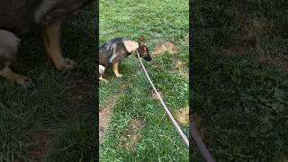 Puppy Potty Training No SECRETS #shorts #dog #puppy #training #shortvideo